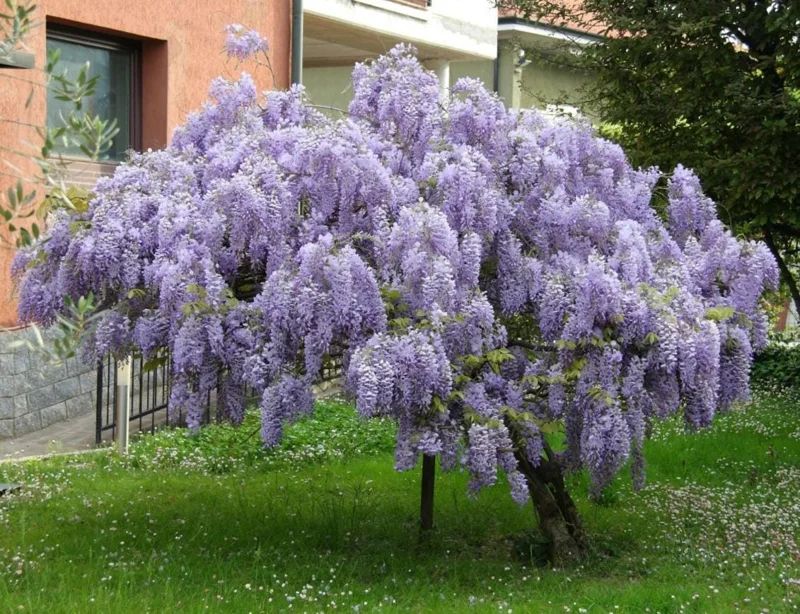Purple Wisteria Vine Live Plant - 2.5" Pot (6-12" Tall) - Hardy Climber - Image 10