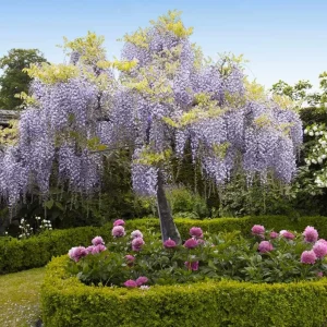 Purple Wisteria Vine Live Plant - 2.5