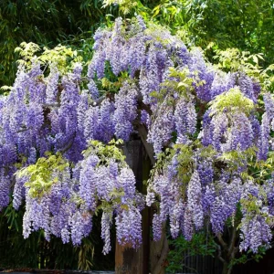 Purple Wisteria Vine Live Plant - 2.5