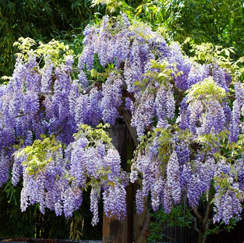 Purple Wisteria Vine Live Plant - 2.5" Pot (6-12" Tall) - Hardy Climber - Image 3