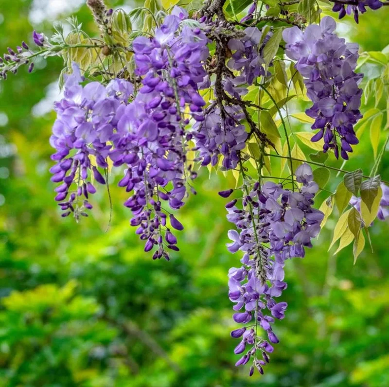 Purple Wisteria Vine Live Plant - 2.5" Pot (6-12" Tall) - Hardy Climber - Image 4
