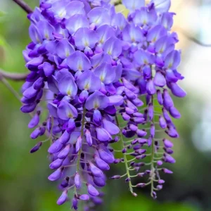 Purple Wisteria Vine Live Plant - 2.5