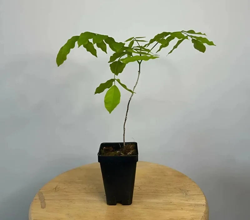 Purple Wisteria Vine Live Plant - 2.5" Pot (6-12" Tall) - Hardy Climber - Image 6