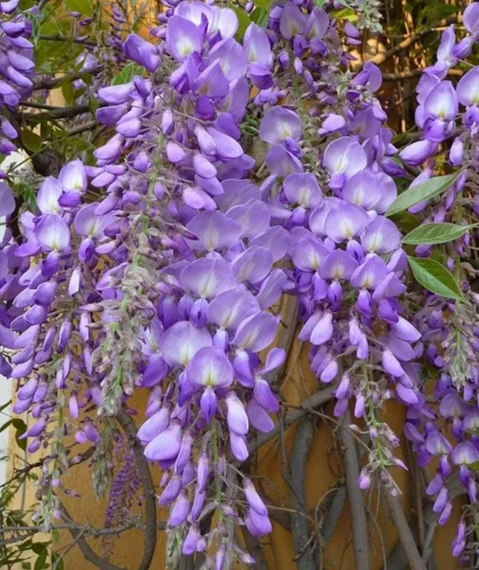 Purple Wisteria Vine Live Plant - 2.5" Pot (6-12" Tall) - Hardy Climber - Image 8