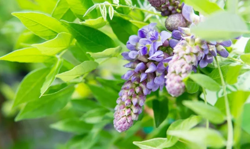 Purple Wisteria Vine Live Plant - 2.5" Pot (6-12" Tall) - Hardy Climber - Image 9