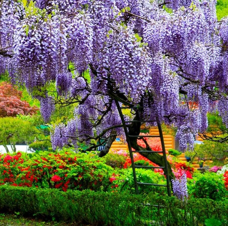 Purple Wisteria Vine Live Plant - 2.5" Pot (6-12" Tall) - Hardy Climber - Image 1