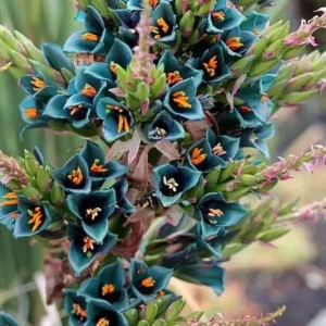 Puya Alpestris Sapphire Tower Seeds - 10 Pack Exotic Perennial Cactus Seeds Indoor/Outdoor - Image 1