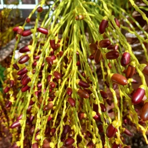 Pygmy Date Palm Seeds - Phoenix Roebelenii - 1000+ Fresh Seeds - Image 4