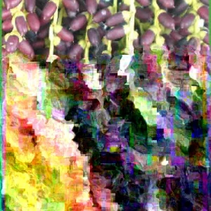 Pygmy Date Palm Seeds - Phoenix Roebelenii - 1000+ Fresh Seeds - Image 5