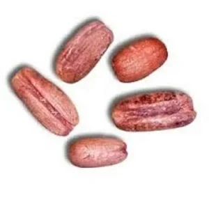 Pygmy Date Palm Seeds - Phoenix Roebelenii - 1000+ Fresh Seeds - Image 6