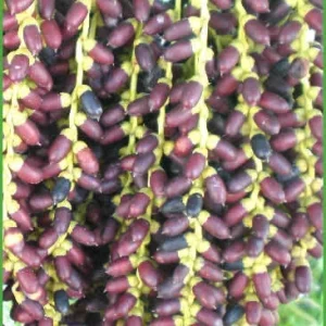 Pygmy Date Palm Seeds - Phoenix Roebelenii Fresh Seeds - Perennial Palm - Image 1