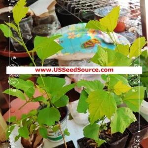 Pygmy Torch Amaranthus caudatus Flower Seeds - Compact Red - 500+ Seeds - Image 5