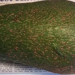 Queen Avocado Tree – Grafted Live Plant – 1 Foot Tall – Outdoor Fruit Tree - Image 1