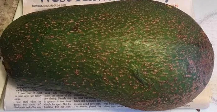 Queen Avocado Tree – Grafted Live Plant – 1 Foot Tall – Outdoor Fruit Tree - Image 1