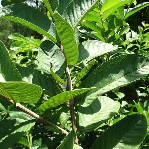 Queen Guava Live Plant - 1 to 2 feet tall - Ships in 6 inch Pot - Image 2