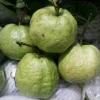 Queen Guava Live Plant - 1 to 2 feet tall - Ships in 6 inch Pot - Image 1