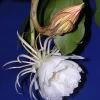 Queen of the Night Epiphyllum Live Plant – 6 inch Potted Houseplant - Image 1