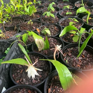 Queen of the Night Orchid Cactus Live Plant - Brahma Kamal - 4 inch Pot - Image 2