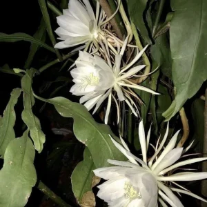 Queen of the Night Orchid Cactus Live Plant - Brahma Kamal - Bloom Ready 4 inch Pot - Image 1
