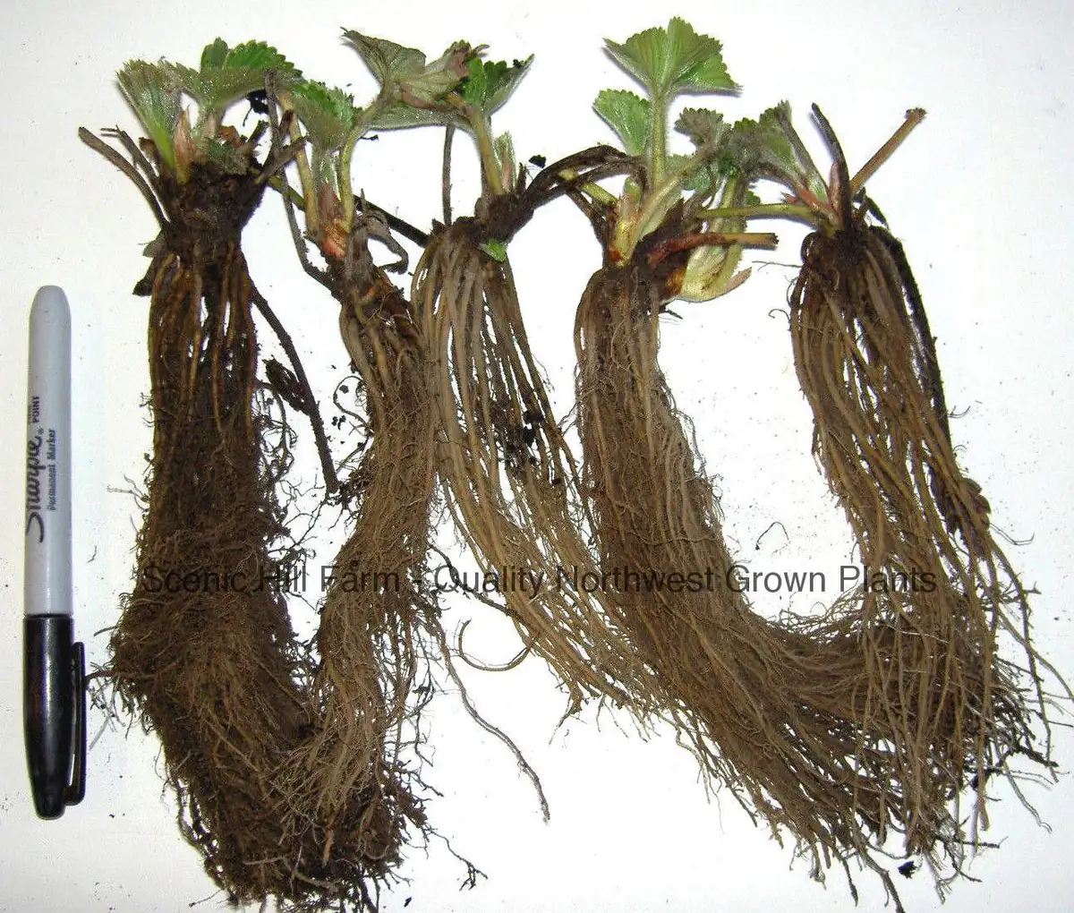 Quinault Everbearing Strawberry Bare Root Plants - Great for Baskets & Containers - USDA Zones 4-9 - Image 2