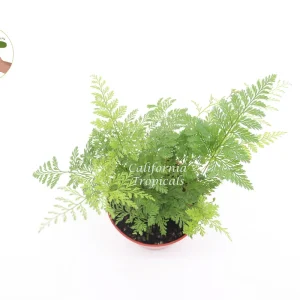 Rabbit's Foot Fern Live Plant – 4 inch Pot – Indoor Foliage Plant - Image 2