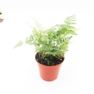 Rabbit's Foot Fern Live Plant – 4 inch Pot – Indoor Foliage Plant - Image 1