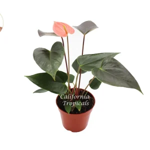 Rainbow Anthurium Live Plant – 4 inch Potted Houseplant – Indoor Tropical - Image 1