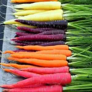 Rainbow Carrot Seeds - 25-35 Count Heirloom Non-GMO Vegetable Seeds for Garden - Image 1