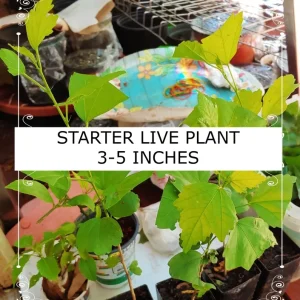 Rainbow Carrot Seeds - 25-35 Count Heirloom Non-GMO Vegetable Seeds for Garden - Image 4