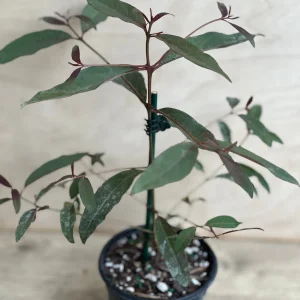 Rainbow Eucalyptus Live Plant - 4 inch Pot - Colorful Bark Tree - Indoor/Outdoor - Image 2