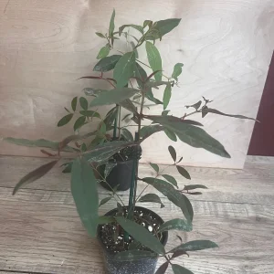 Rainbow Eucalyptus Live Plant - 4 inch Pot - Colorful Bark Tree - Indoor/Outdoor - Image 7