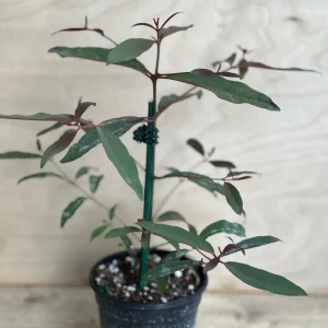 Rainbow Eucalyptus Live Plant - 4 inch Pot - Colorful Bark Tree - Indoor/Outdoor - Image 8