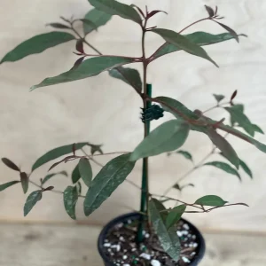 Rainbow Eucalyptus Live Plant - 4 inch Pot - Colorful Bark Tree - Indoor/Outdoor - Image 9