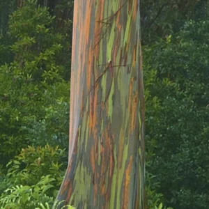 Rainbow Eucalyptus Live Plant - Multicolor Bark Tree - Evergreen - Image 3