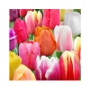 Rainbow Landscape Mixture Triumph Tulip Bulbs - 12/+ cm - Zone 2-8 - Image 1