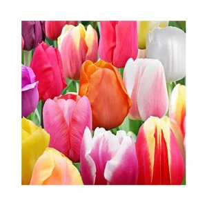 Rainbow Landscape Mixture Triumph Tulip Bulbs - 12/+ cm - Zone 2-8 - Image 1