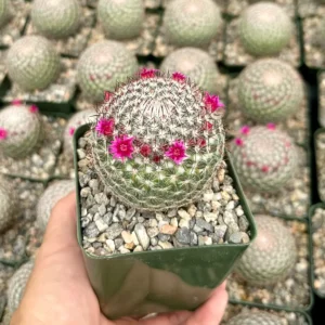 Rainbow Pincushion Cactus Live Plant - Mammillaria Rhodantha - Spherical Cactus, 3 inch Pot - Image 2