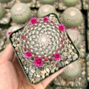 Rainbow Pincushion Cactus Live Plant - Mammillaria Rhodantha - Spherical Cactus, 3 inch Pot - Image 1