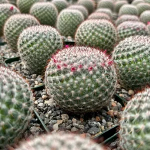 Rainbow Pincushion Cactus Live Plant - Mammillaria Rhodantha - Spherical Cactus, 3 inch Pot - Image 4