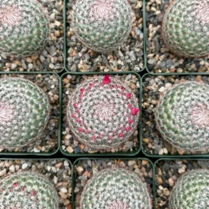 Rainbow Pincushion Cactus Live Plant - Mammillaria Rhodantha - Spherical Cactus, 3 inch Pot - Image 5