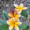 Rainbow Plumeria Unrooted Cutting 10-12 in - Tropical Frangipani Plant - Image 1