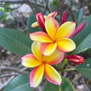 Rainbow Plumeria Unrooted Cutting 10-12 in - Tropical Frangipani Plant - Image 2