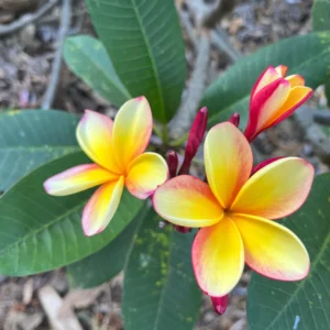 Rainbow Plumeria Unrooted Cutting 10-12 in - Tropical Frangipani Plant - Image 4