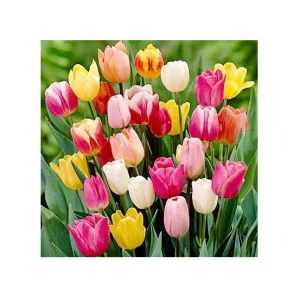 Rainbow Tulip Bulbs - 40 lbs Mixture, 450-500 Bulbs, Zone 2-8, Vibrant Spring Garden Flowers - Image 2