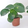 Raindrop Peperomia Live Plant 3.5 inch Pot - Easy Care Indoor Houseplant - Image 1