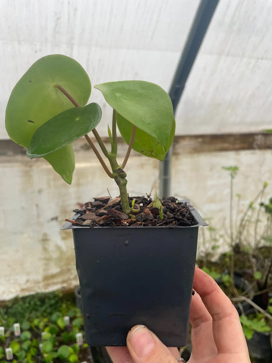 Raindrop Peperomia Live Plant 3.5 inch Pot - Easy Care Indoor Houseplant - Image 2