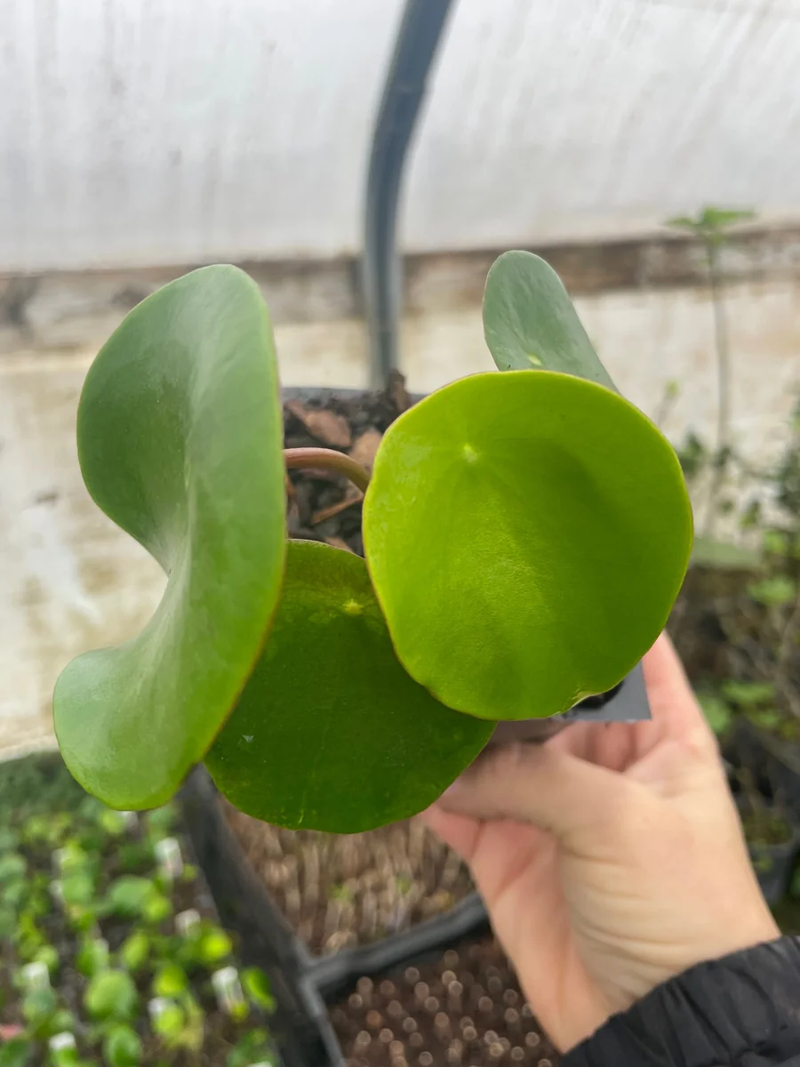 Raindrop Peperomia Live Plant 3.5 inch Pot - Easy Care Indoor Houseplant - Image 3