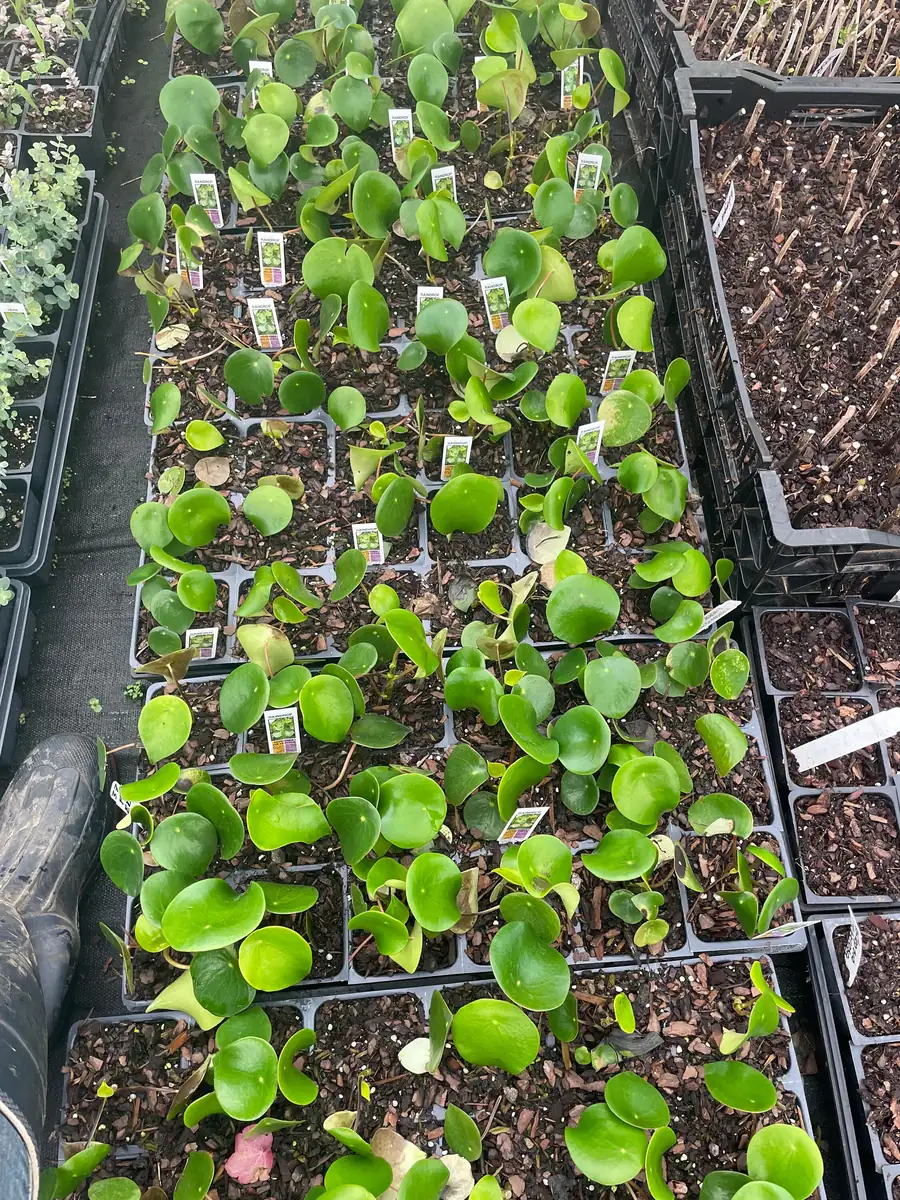 Raindrop Peperomia Live Plant 3.5 inch Pot - Easy Care Indoor Houseplant - Image 4