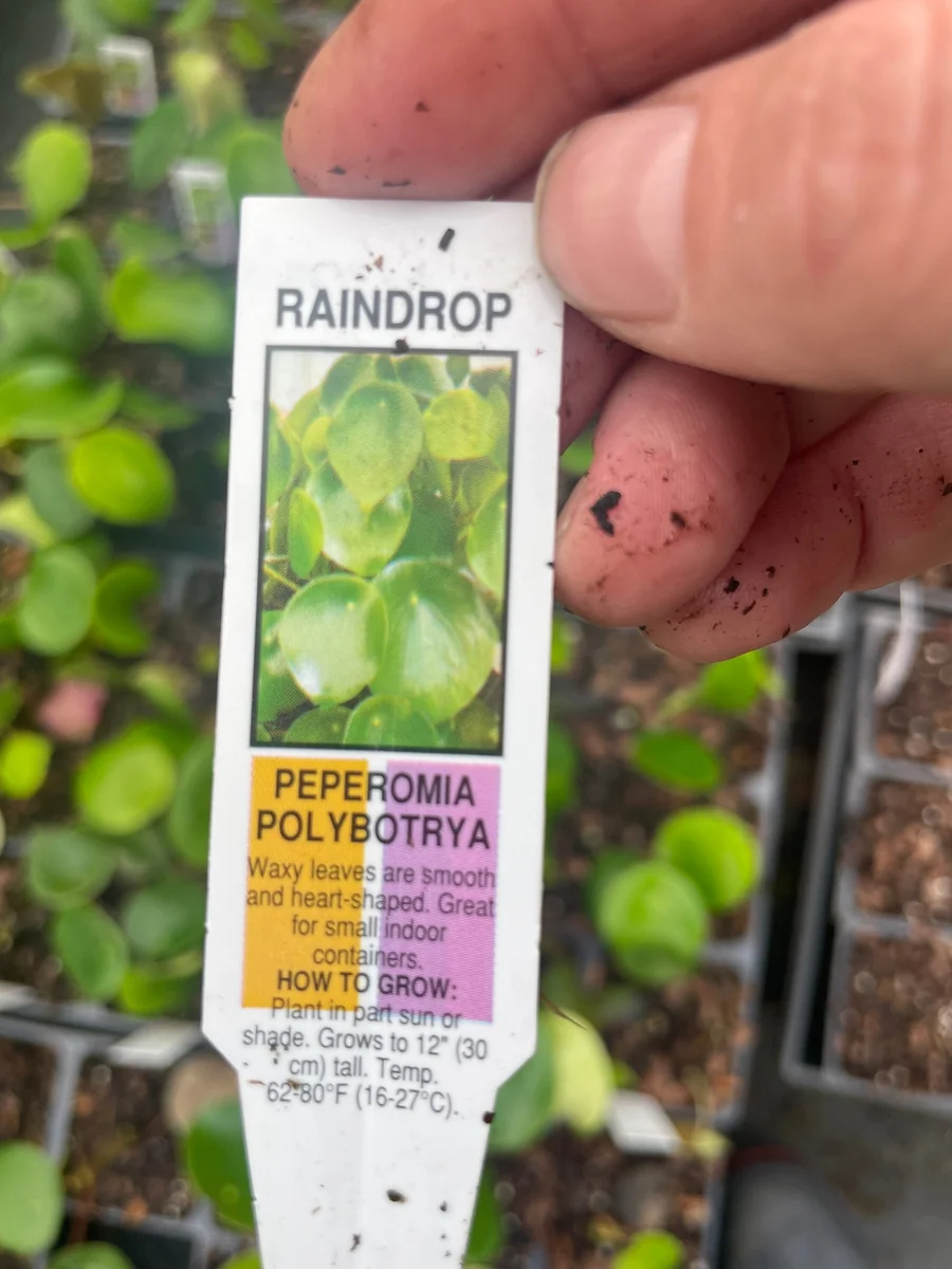 Raindrop Peperomia Live Plant 3.5 inch Pot - Easy Care Indoor Houseplant - Image 5