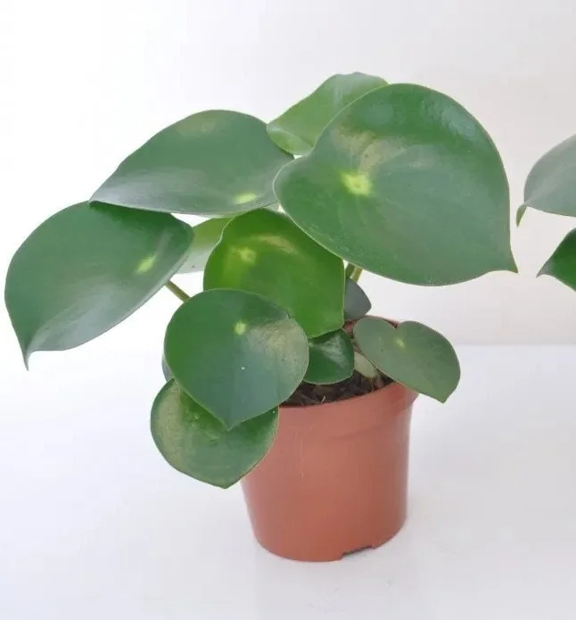 Raindrop Peperomia Live Plant 3.5 inch Pot - Easy Care Indoor Houseplant - Image 1